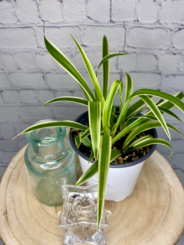 Reverse Spider Plant